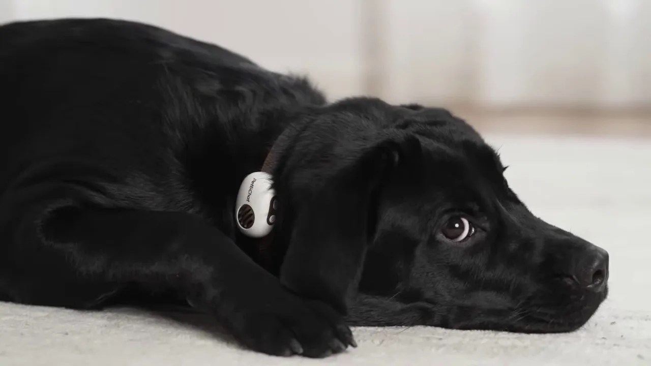 Pet Chat device attached to a cat collar showing a translated text message on a smartphone